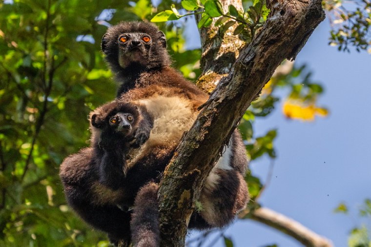 074 Ranomafana NP, indri.jpg